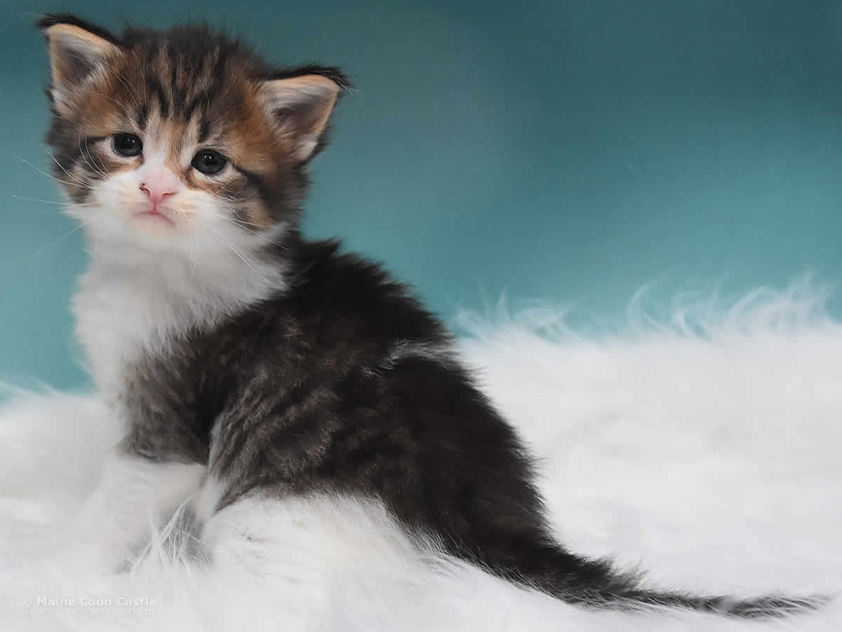 Phila 4 Wochen alt, 461g Maine Coon Kitten Phila 4 Wochen alt