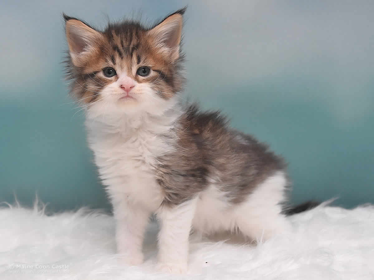 Phila 5 Wochen alt, 537g Maine Coon Kitten Phila 5 Wochen alt