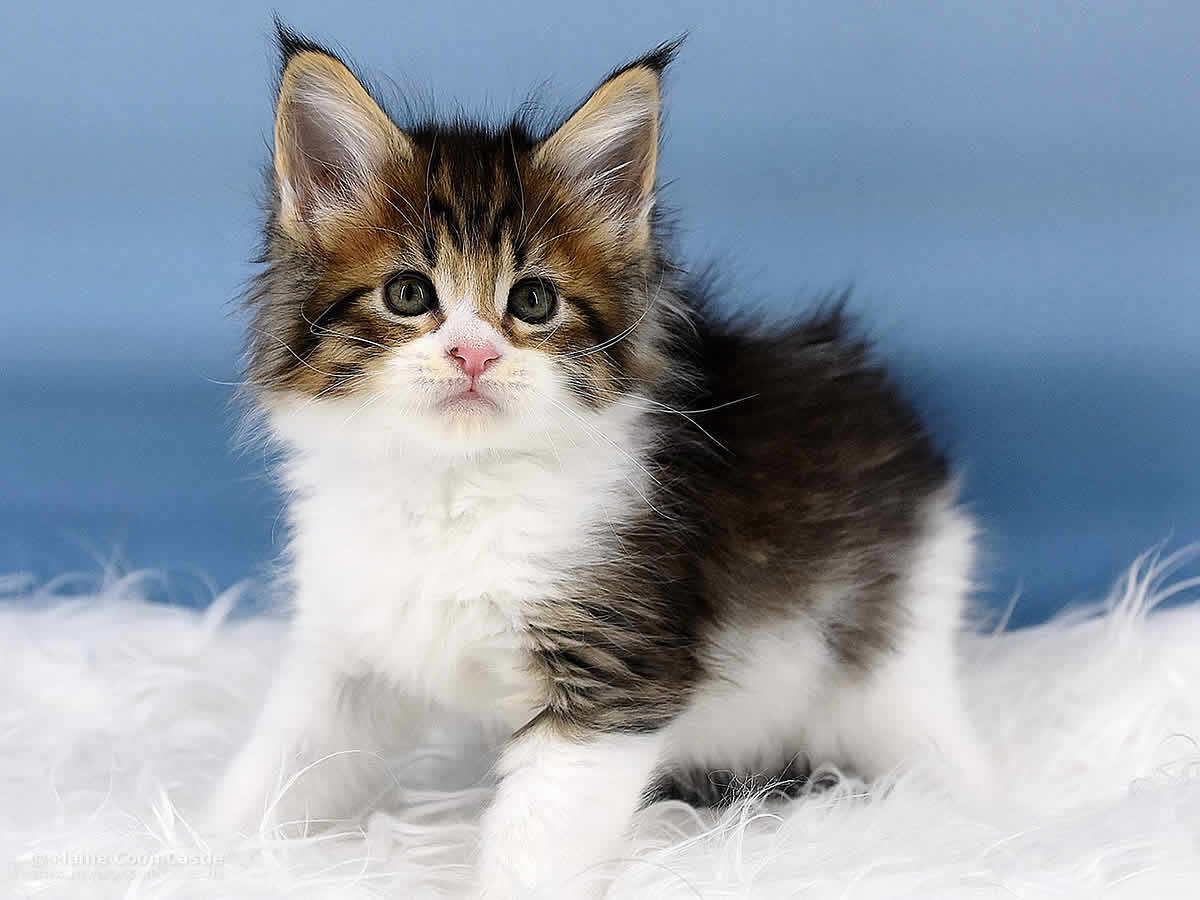 Phila 7 Wochen alt, 728g Maine Coon Kitten Phila 7 Wochen alt