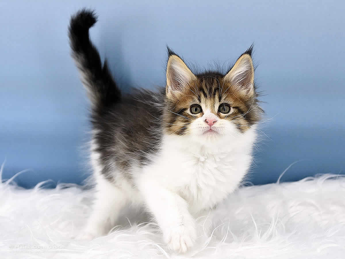 Phila 8 Wochen alt, 836g Maine Coon Kitten Phila 8 Wochen alt