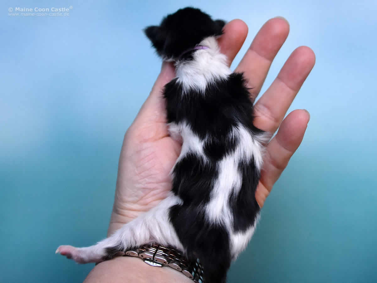 Pippo 1 Tag Maine Coon Kitten Pippo 1 Tag