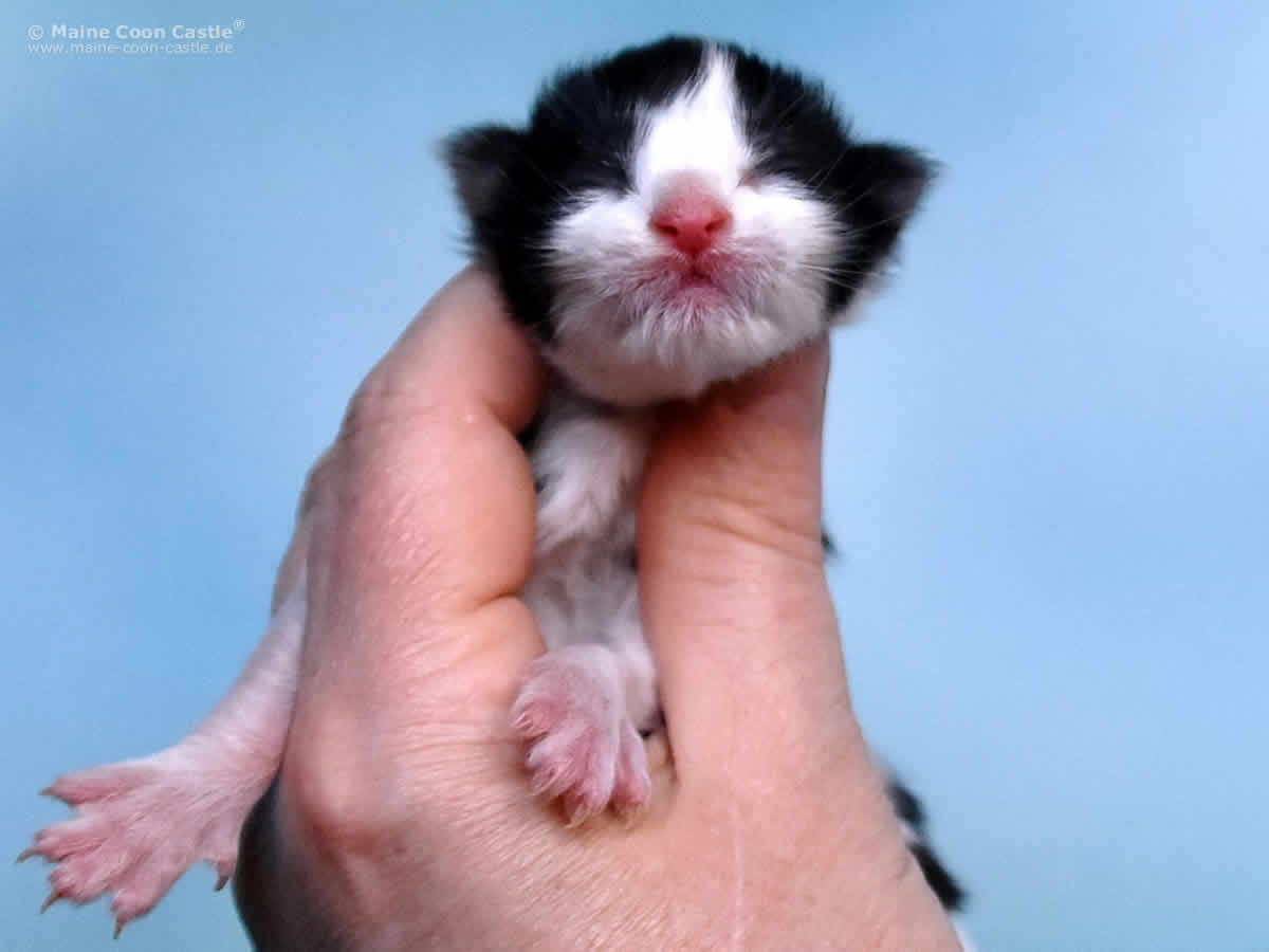 Pippo 1 Tag Maine Coon Kitten Pippo 1 Tag