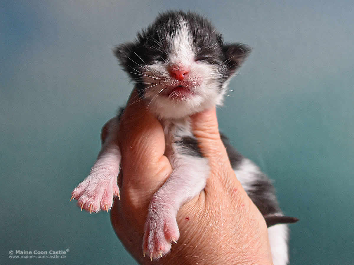 Pippo 1 Woche, 200g Pippo 1 Woche