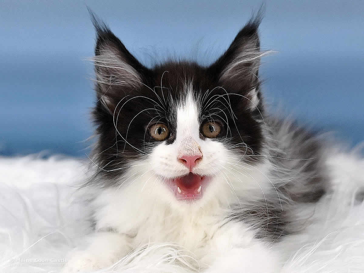 Pippo 10 Wochen alt, 1385g Maine Coon Kitten Pippo 10 Wochen alt