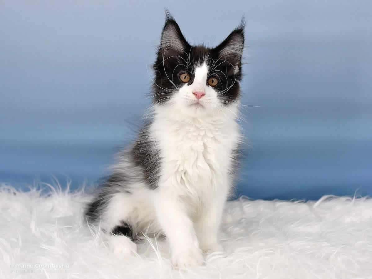 Pippo 12 Wochen alt, 1700g Maine Coon Kitten Pippo 12 Wochen alt