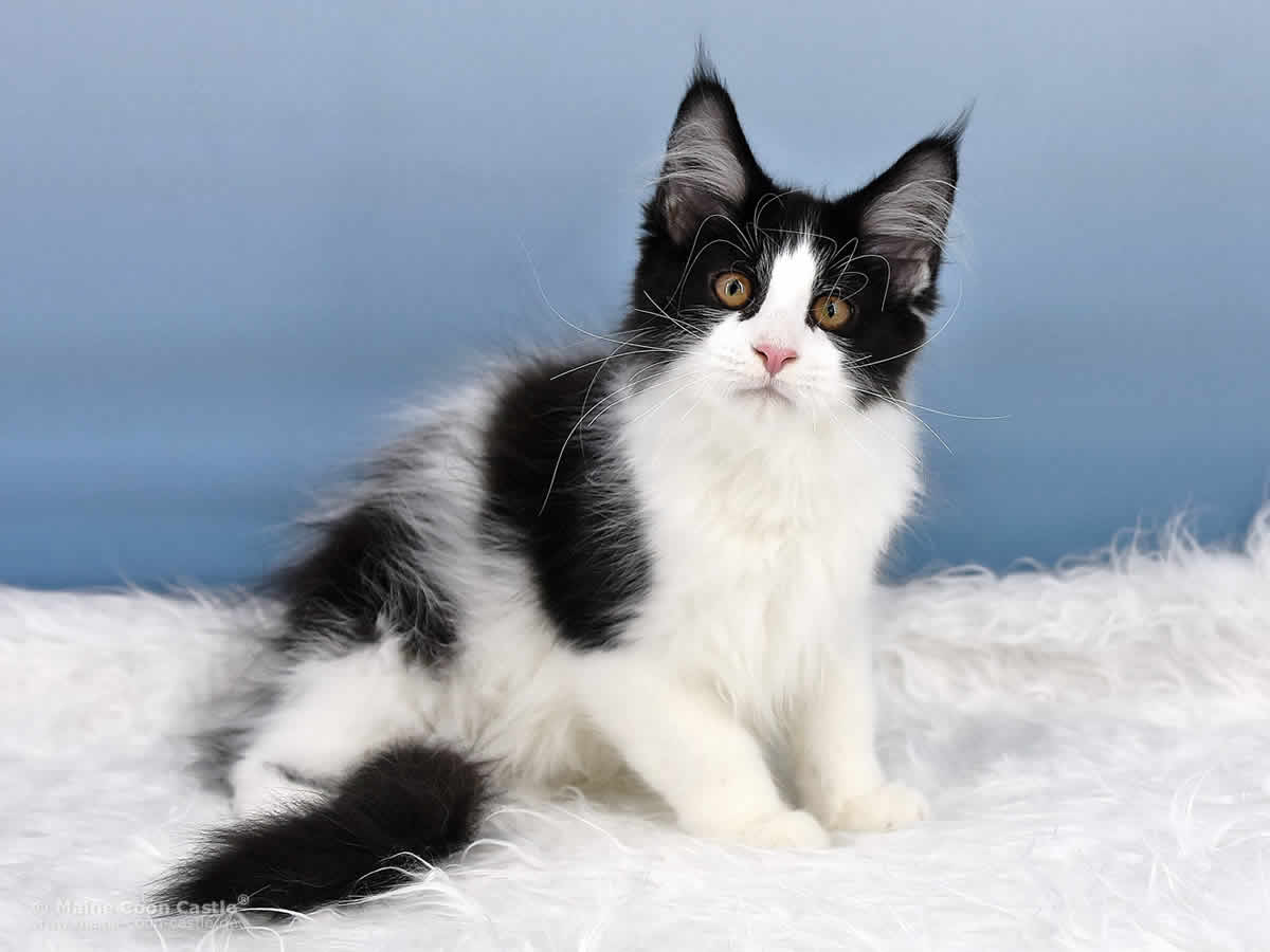 Pippo of Maine Coon Castle Pippo of Maine Coon Castle