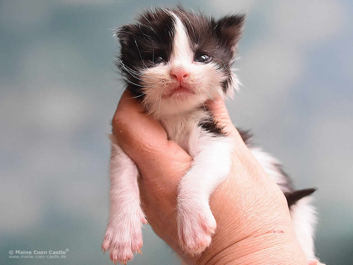 Pippo 2 Wochen, 295g Maine Coon Kitten Pippo 2 Wochen