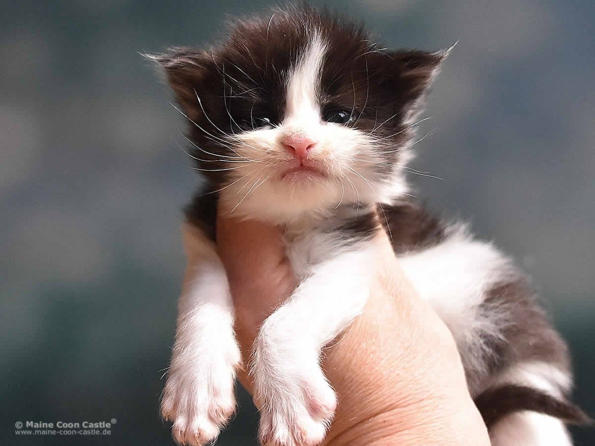 Pippo 3 Wochen alt, 425g Maine Coon Kitten Pippo 3 Wochen