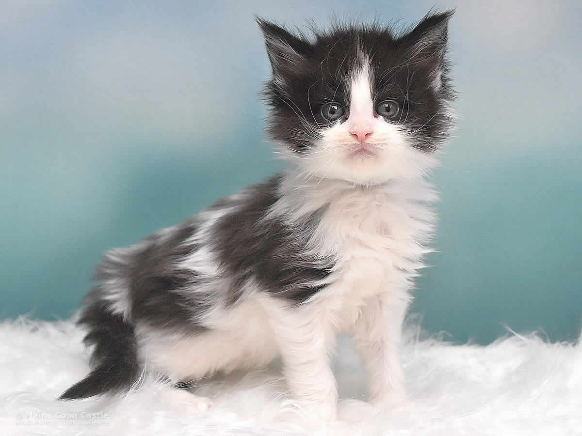 Pippo 5 Wochen alt, 621g Maine Coon Kitten Pippo 5 Wochen alt