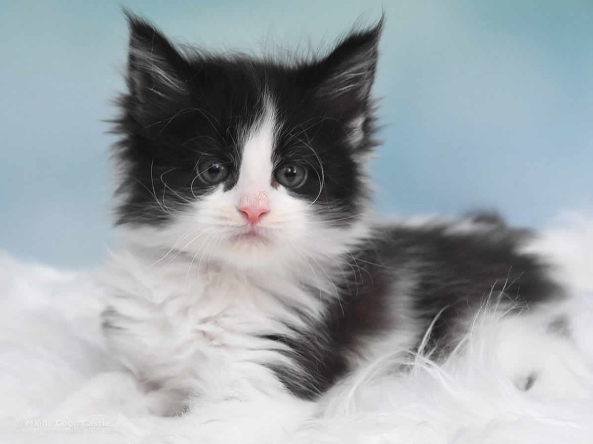 Pippo 6 Wochen alt, 749g Maine Coon Kitten Pippo 6 Wochen alt