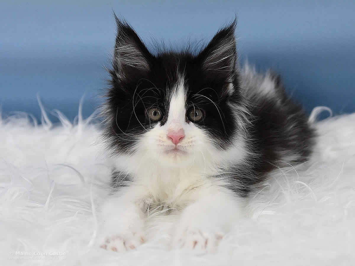 Pippo 8 Wochen alt, 1020g Maine Coon Kitten Pippo 8 Wochen alt