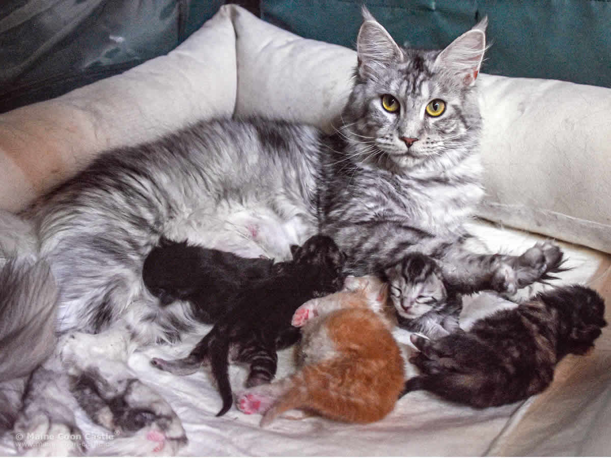Kimy mit Babys 5 Tage alt Maine Coon Katze Kimy mit ihren 5 Tage alten Maine Coon Babys