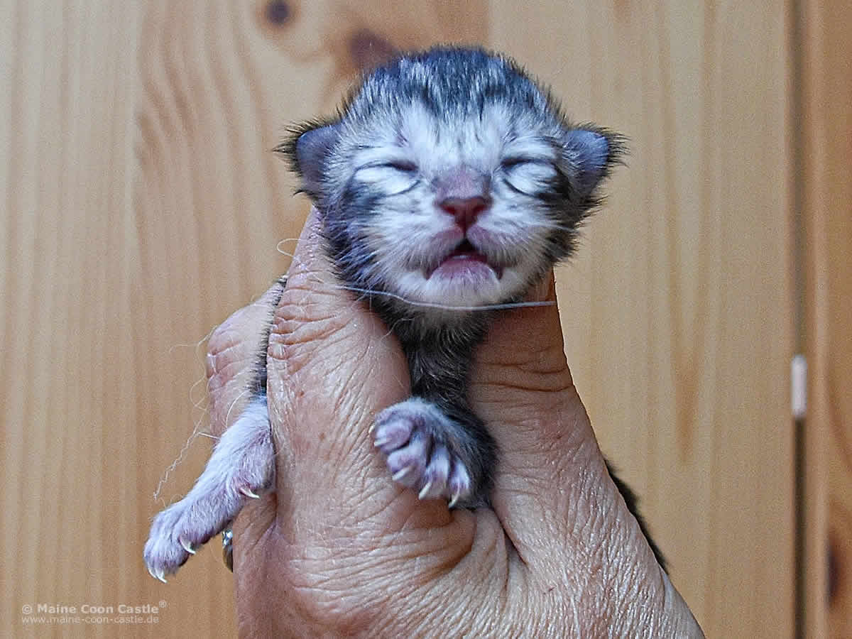 Qiara 1 Tag alt Maine Coon Baby Qiara 1 Tag alt