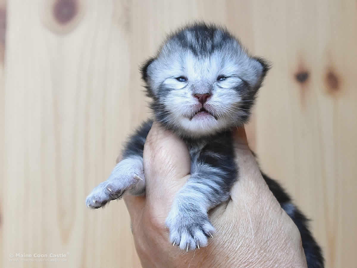 Qiara 1 Woche alt, 239g Maine Coon Baby Qiara 1 Woche alt