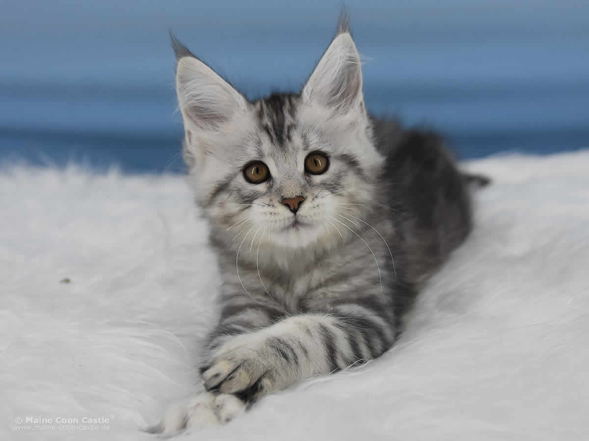 Qiara 10 Wochen alt, 1460g Maine Coon Baby Qiara 10 Wochen alt