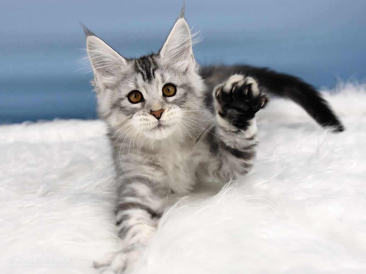 Qiara 12 Wochen alt, 1775g Maine Coon Baby Qiara 12 Wochen alt