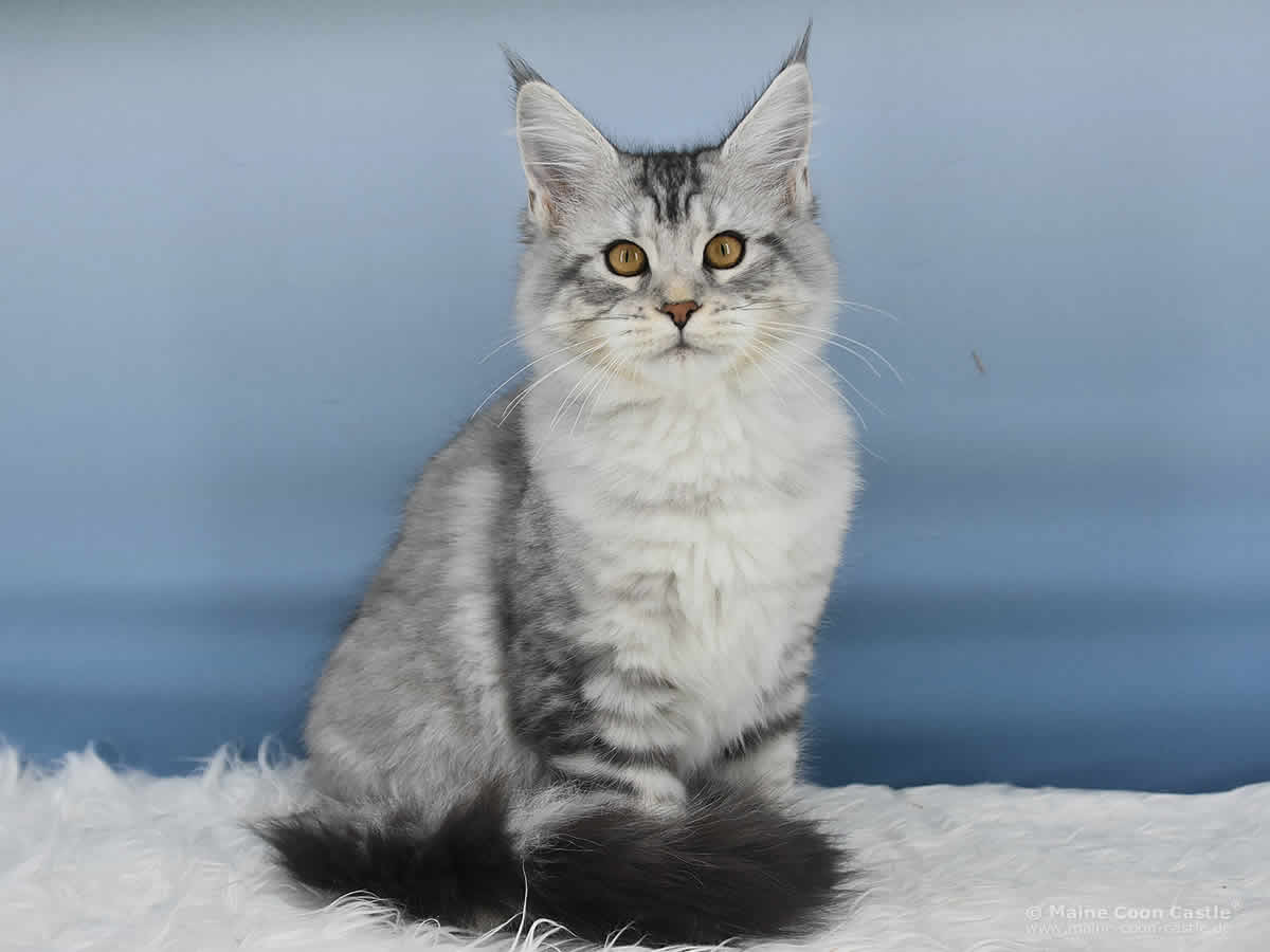 Qiara 18 Wochen alt, 2955 g Maine Coon Baby Qiara 18 Wochen alt