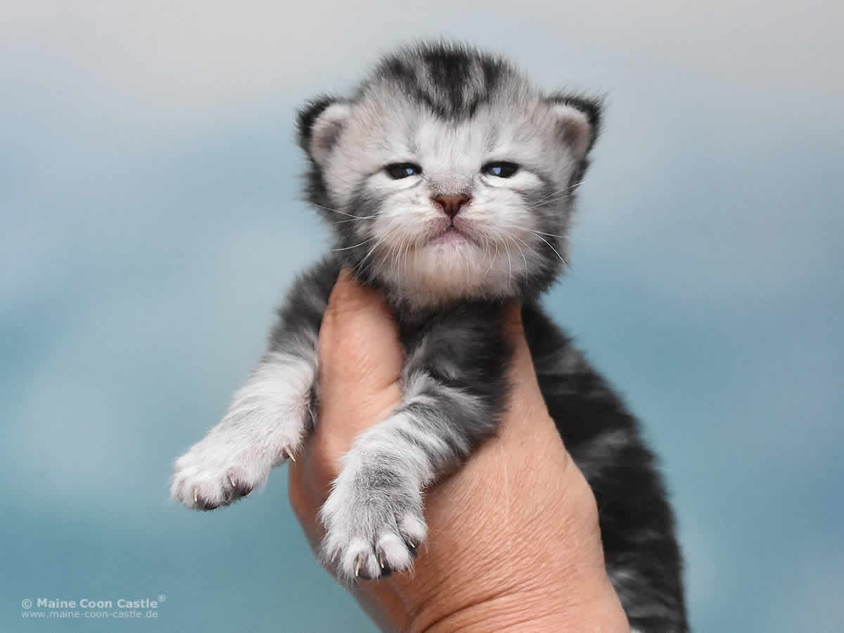 Qiara 2 Wochen alt, 341g Maine Coon Baby Qiara 2 Wochen alt