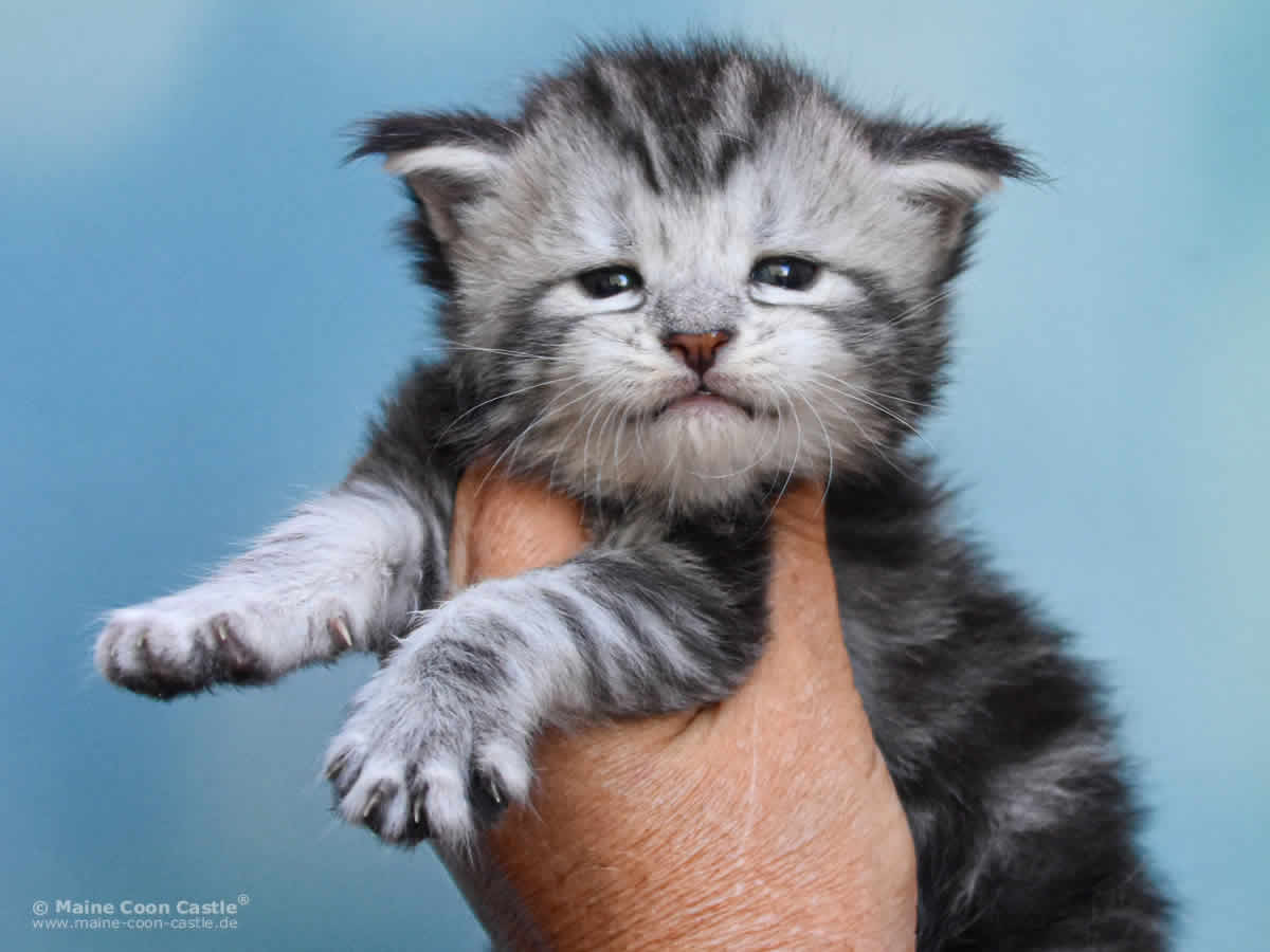Qiara 3 Wochen alt, 472g Maine Coon Baby Qiara 3 Wochen alt