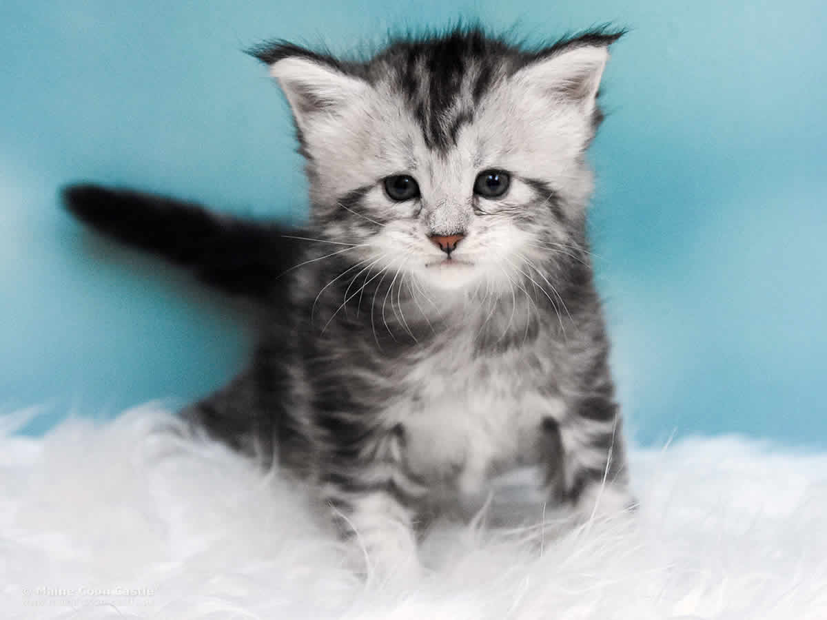 Qiara 4 Wochen alt, 606g Maine Coon Baby Qiara 4 Wochen alt