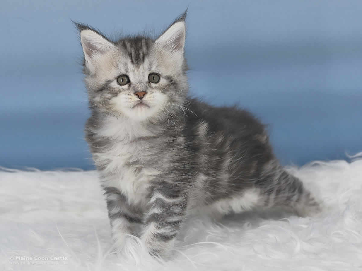 Qiara 5 Wochen alt, 730g Maine Coon Baby Qiara 5 Wochen alt