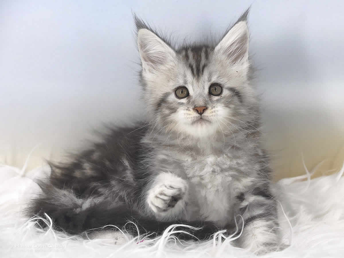 Qiara 6 Wochen alt, 834g Maine Coon Baby Qiara 6 Wochen alt