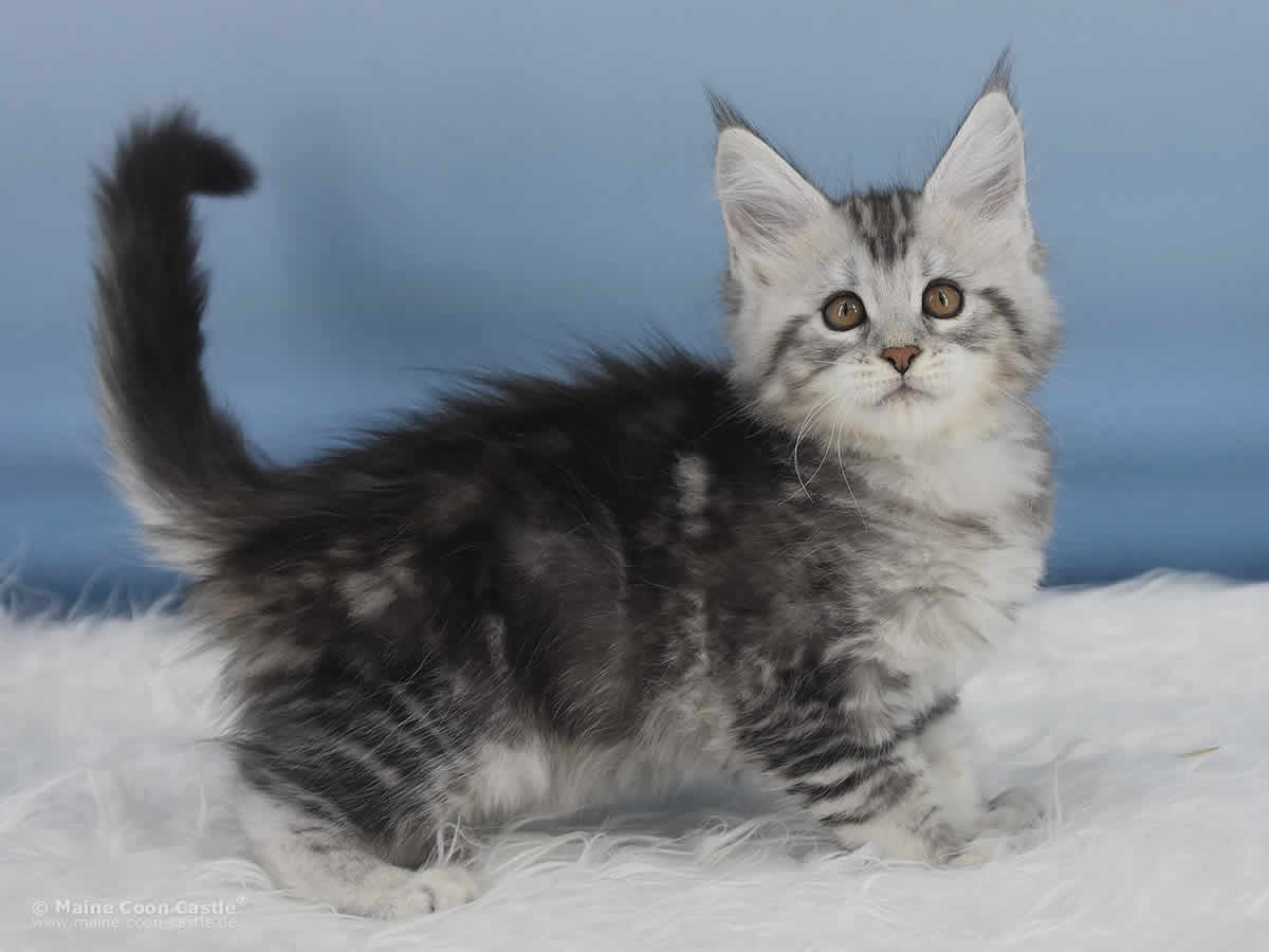 Qiara 8 Wochen alt, 1255g Maine Coon Baby Qiara 8 Wochen alt