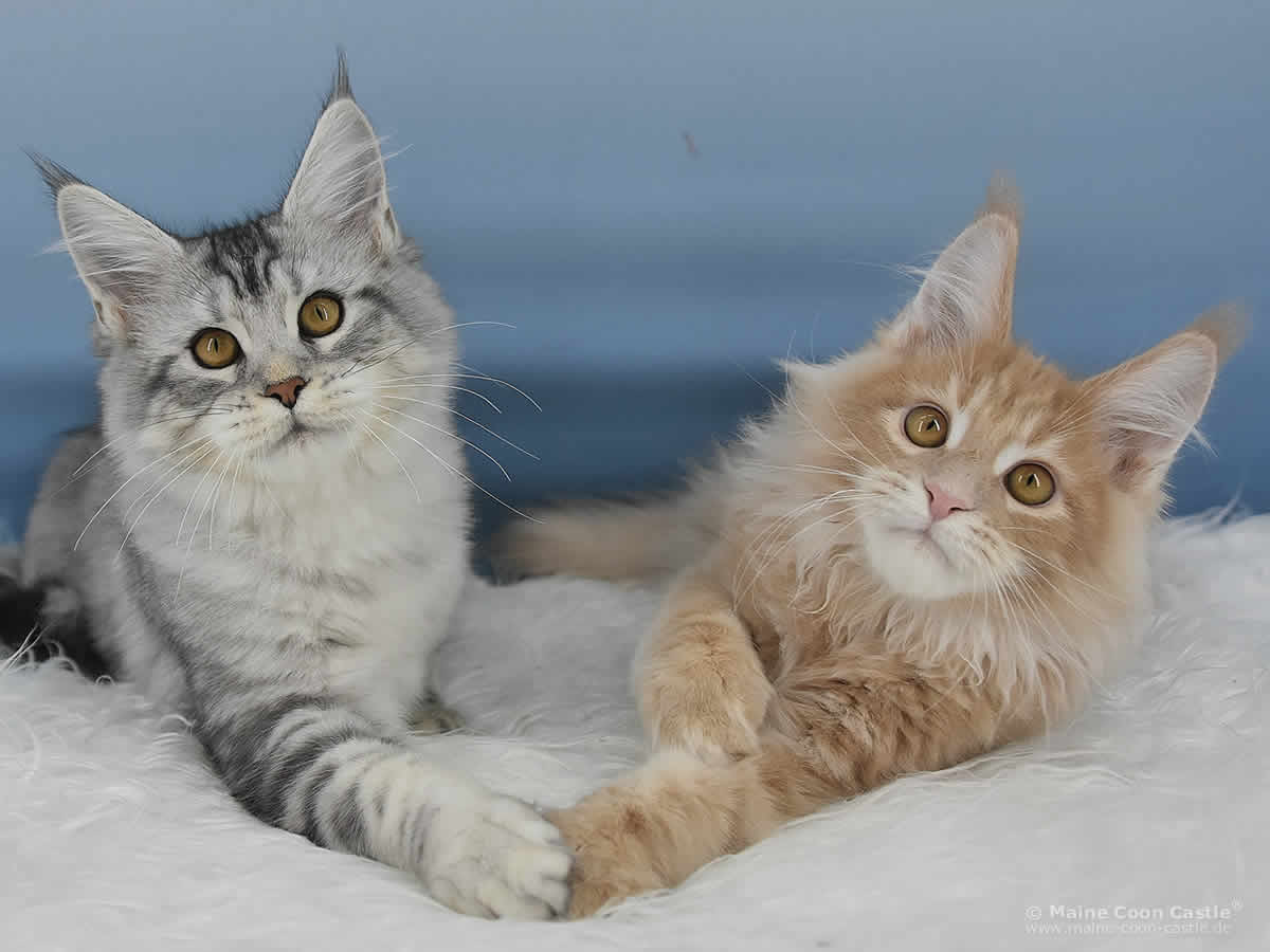 Qiara of Maine Coon Castle Qiara of Maine Coon Castle