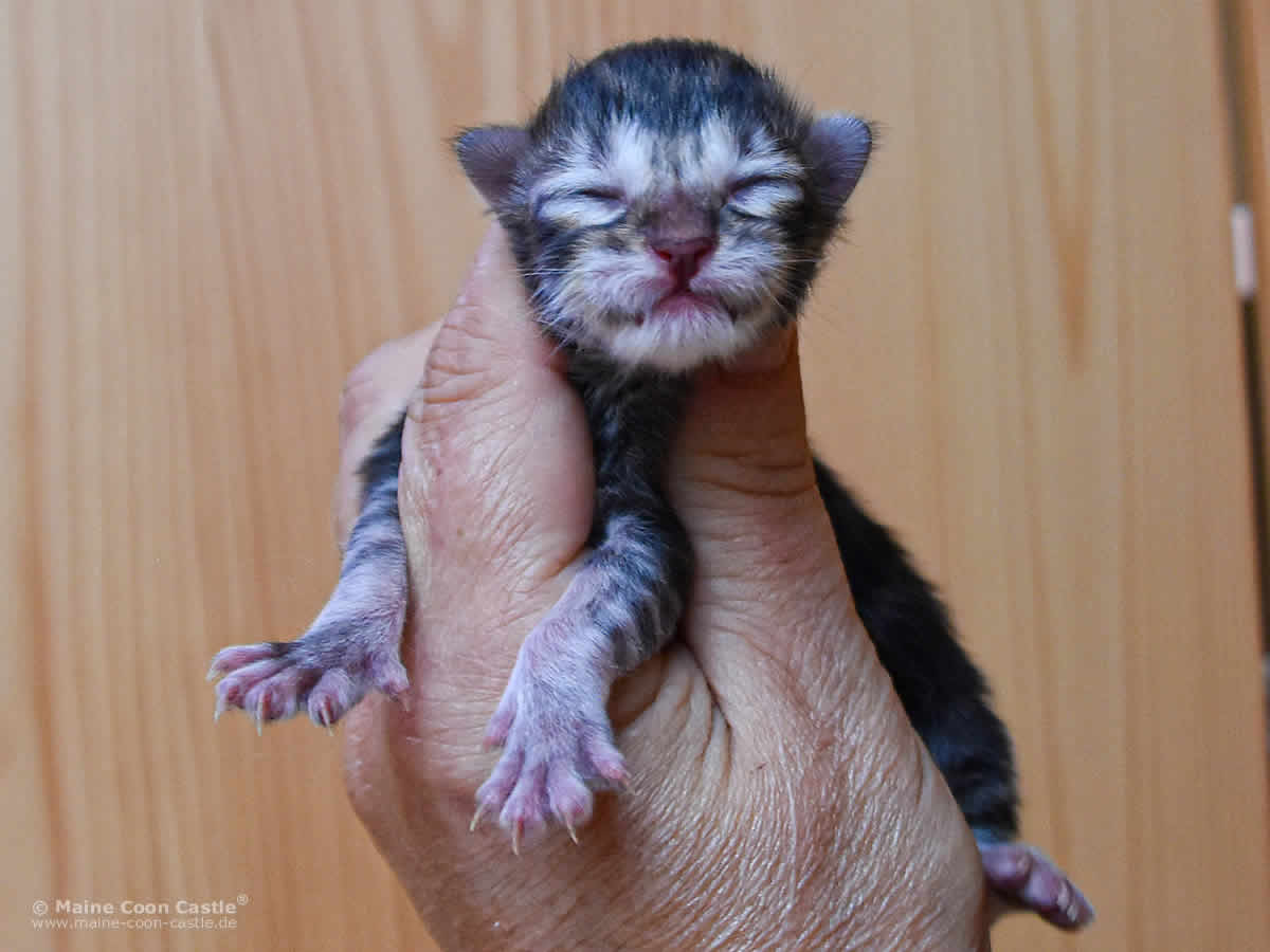 Quain 1 Tag alt Maine Coon Baby Quain 1 Tag alt