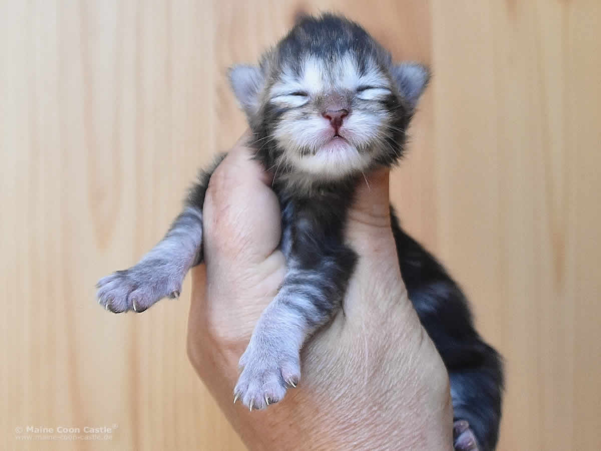 Quain 1 Woche alt, 204g Maine Coon Baby Quain 1 Woche alt