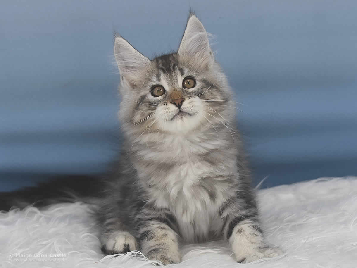Quain 10 Wochen alt, 1670g Maine Coon Baby Quain 10 Wochen alt