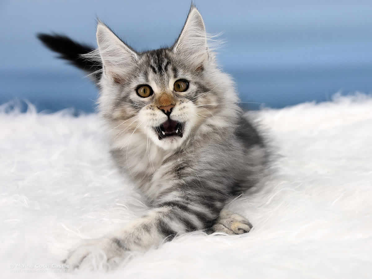 Quain 12 Wochen alt, 2105g Maine Coon Baby Quain 12 Wochen alt