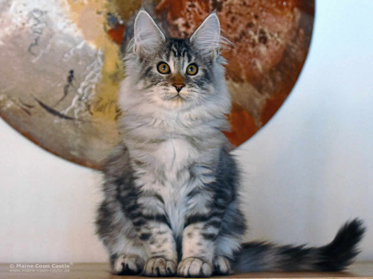 Quain of Maine Coon Castle Quain of Maine Coon Castle