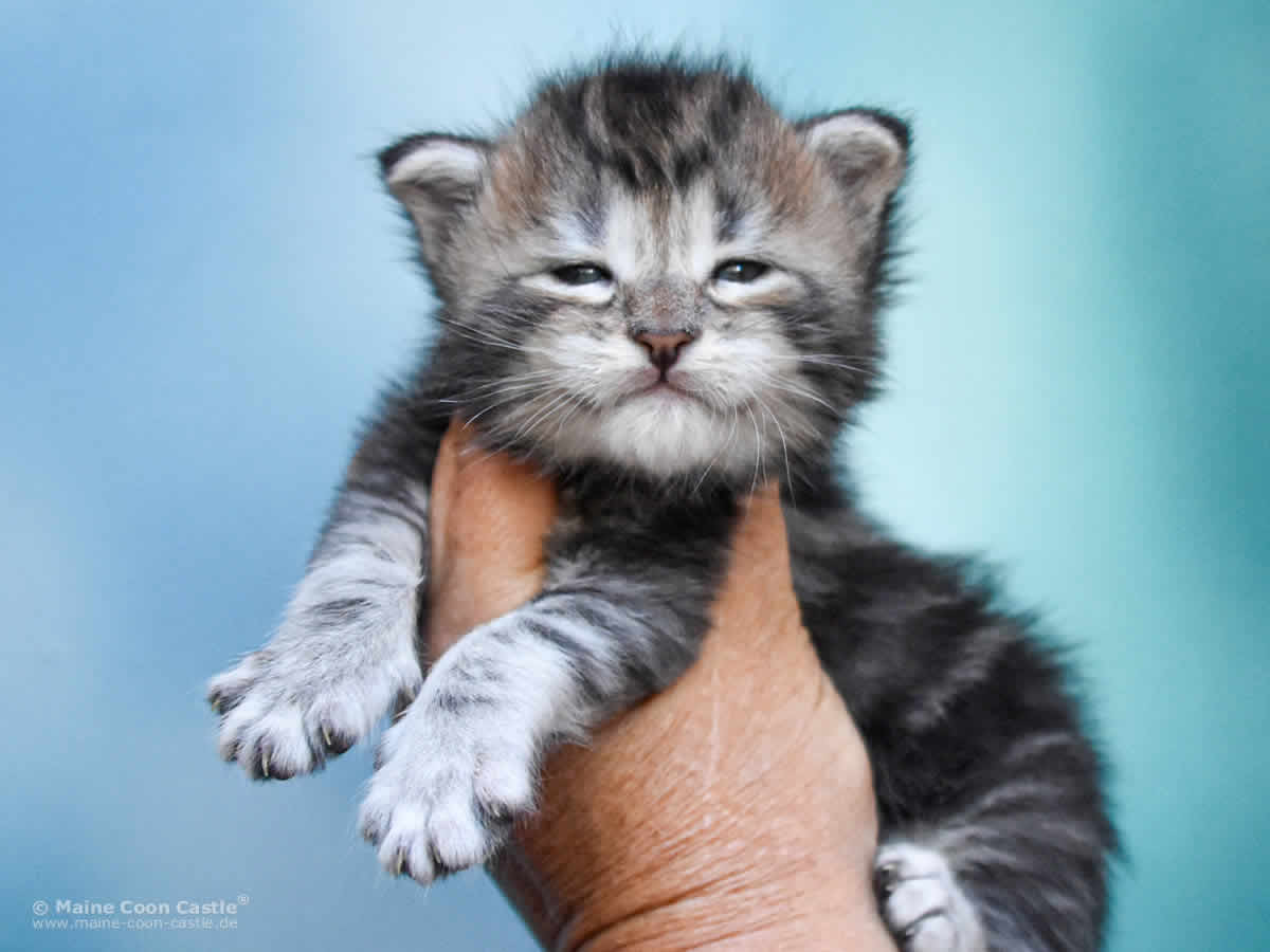 Quain 3 Wochen alt, 446g Maine Coon Baby Quain 3 Wochen alt