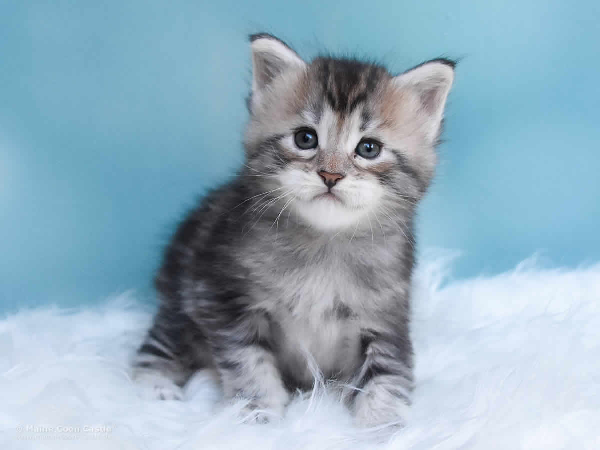 Quain 4 Wochen alt, 583g Maine Coon Baby Quain 4 Wochen alt