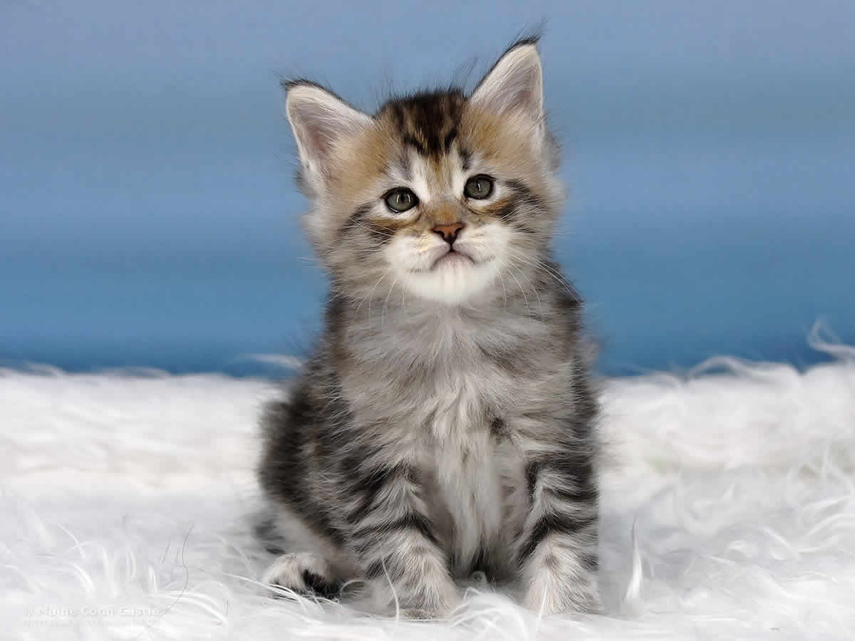 Quain 5 Wochen alt, 767g Maine Coon Baby Quain 5 Wochen alt