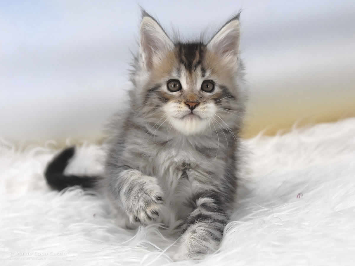 Quain 6 Wochen alt, 873g Maine Coon Baby Quain 6 Wochen alt