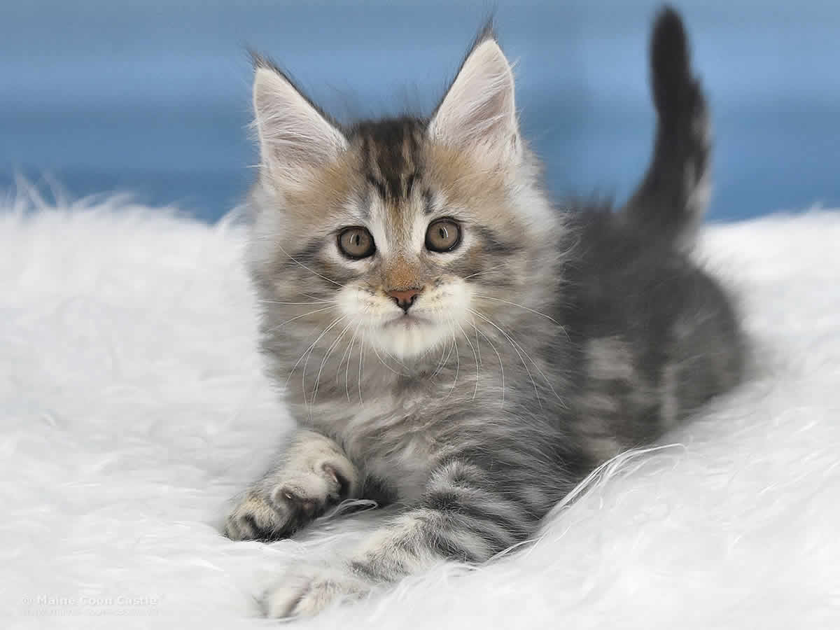 Quain 7 Wochen alt, 1181g Maine Coon Baby Quain 7 Wochen alt