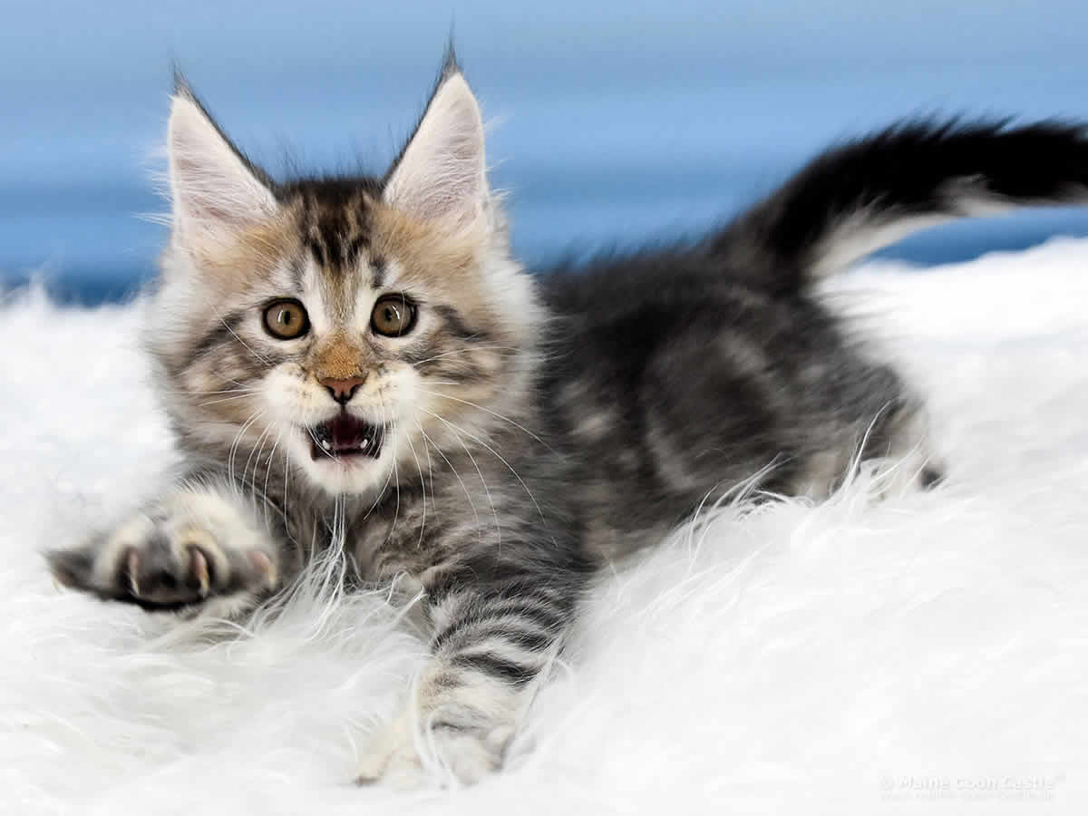 Quain 8 Wochen alt, 1395g Maine Coon Baby Quain 8 Wochen alt