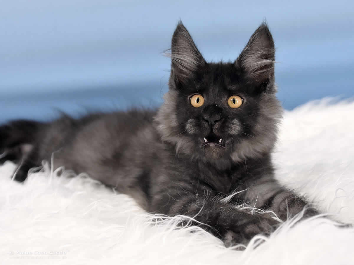 Quantus of Maine Coon Castle Quantus of Maine Coon Castle