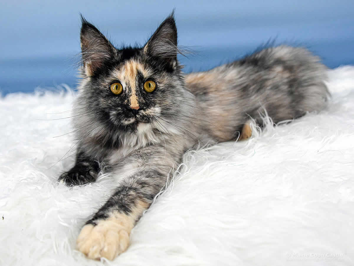 Querida of Maine Coon Castle Querida of Maine Coon Castle