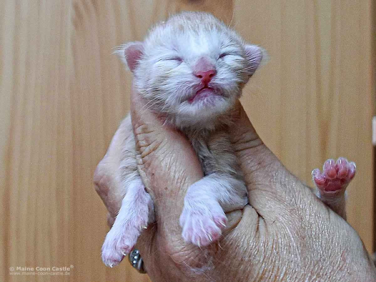 Quiet Fire 1 Tag alt Maine Coon Baby Quiet Fire 1 Tag alt