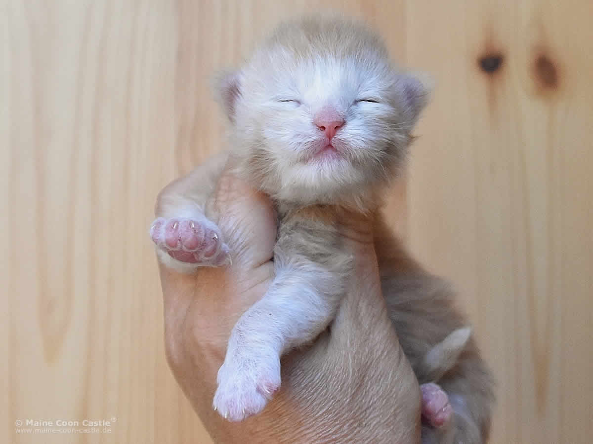Quiet Fire 1 Woche alt, 260g Maine Coon Baby Quiet Fire 1 Woche alt