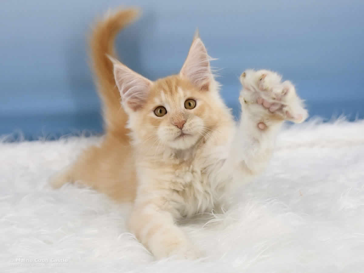 Quiet Fire 12 Wochen alt, 2130g Maine Coon Baby Quiet Fire 12 Wochen alt