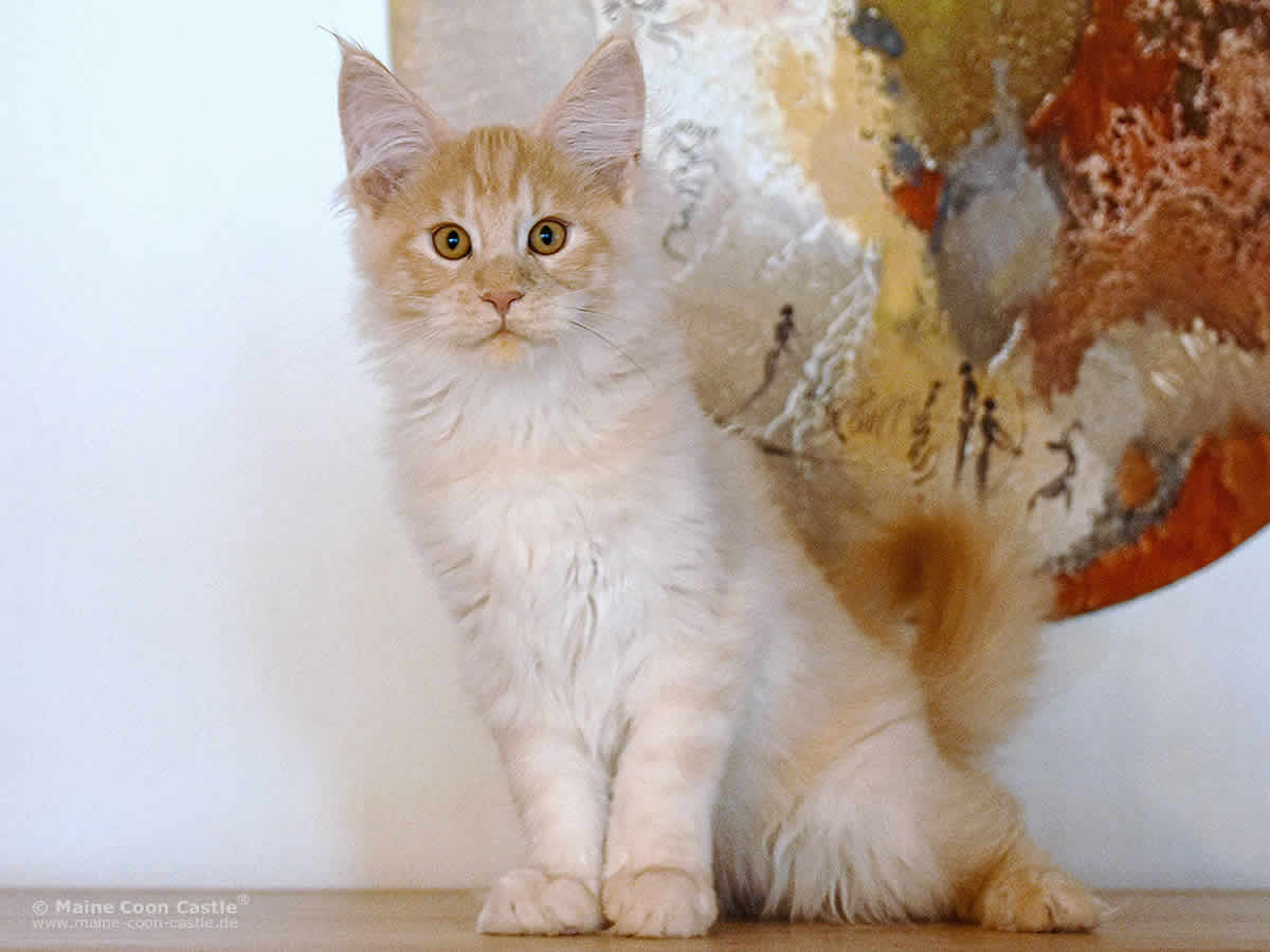 Quiet Fire of Maine Coon Castle Quiet Fire of Maine Coon Castle