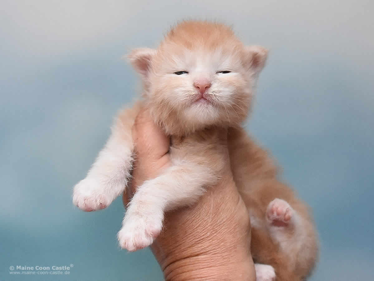 Quiet Fire 2 Wochen alt, 351g Maine Coon Baby Quiet Fire 2 Wochen alt