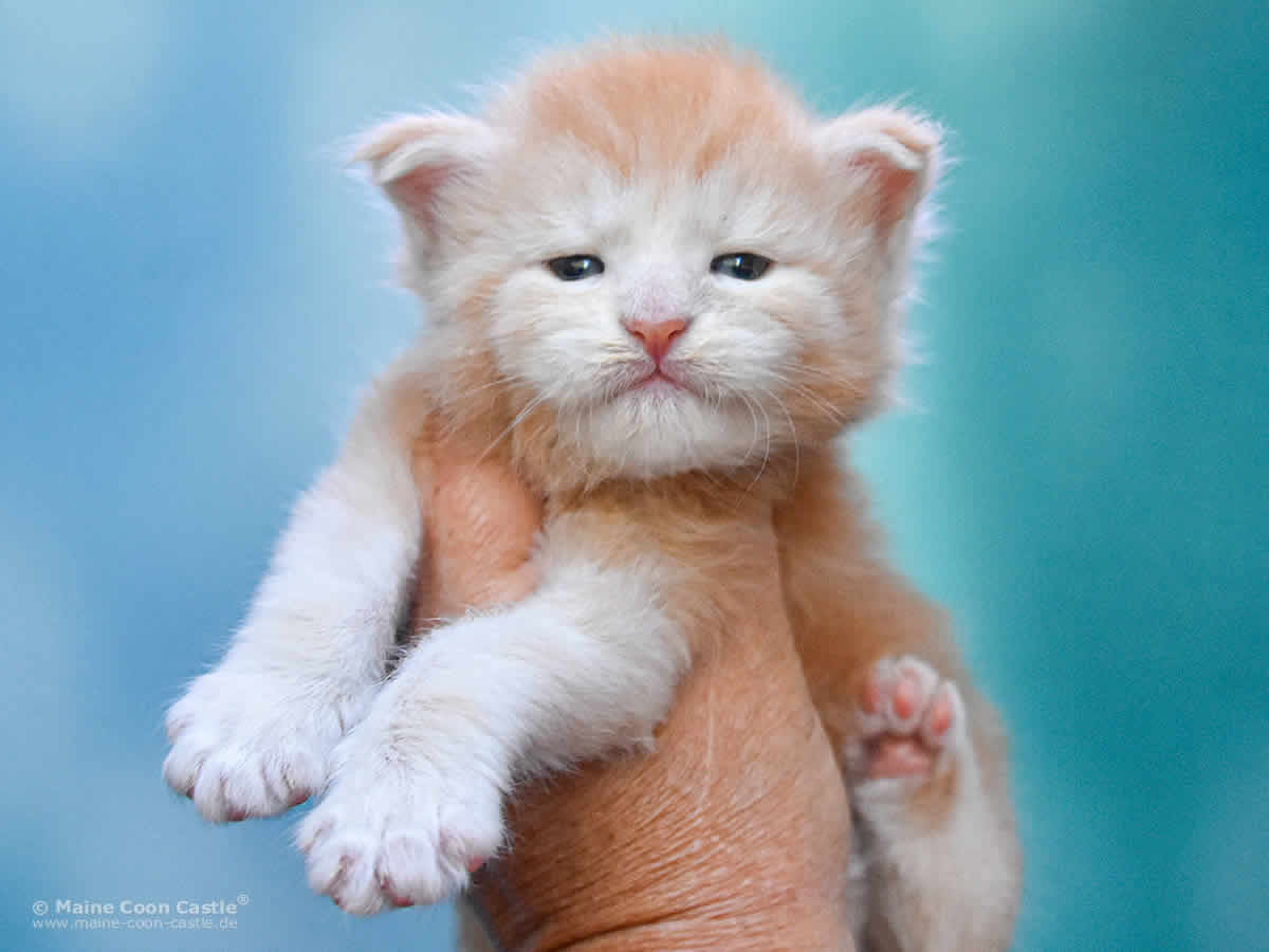 Quiet Fire 3 Wochen alt, 485g Maine Coon Baby Quiet Fire 3 Wochen alt