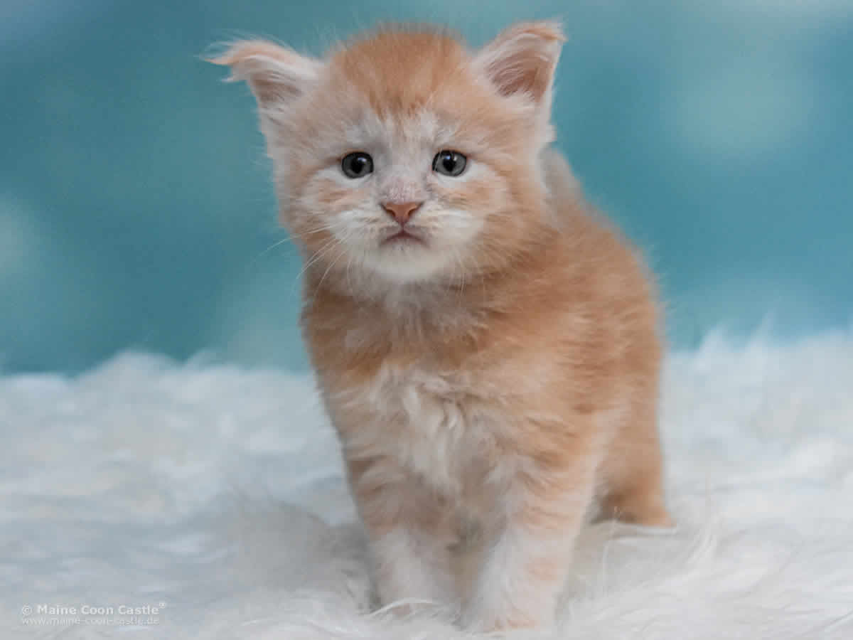 Quiet Fire 4 Wochen alt, 635g Maine Coon Baby Quiet Fire 4 Wochen alt