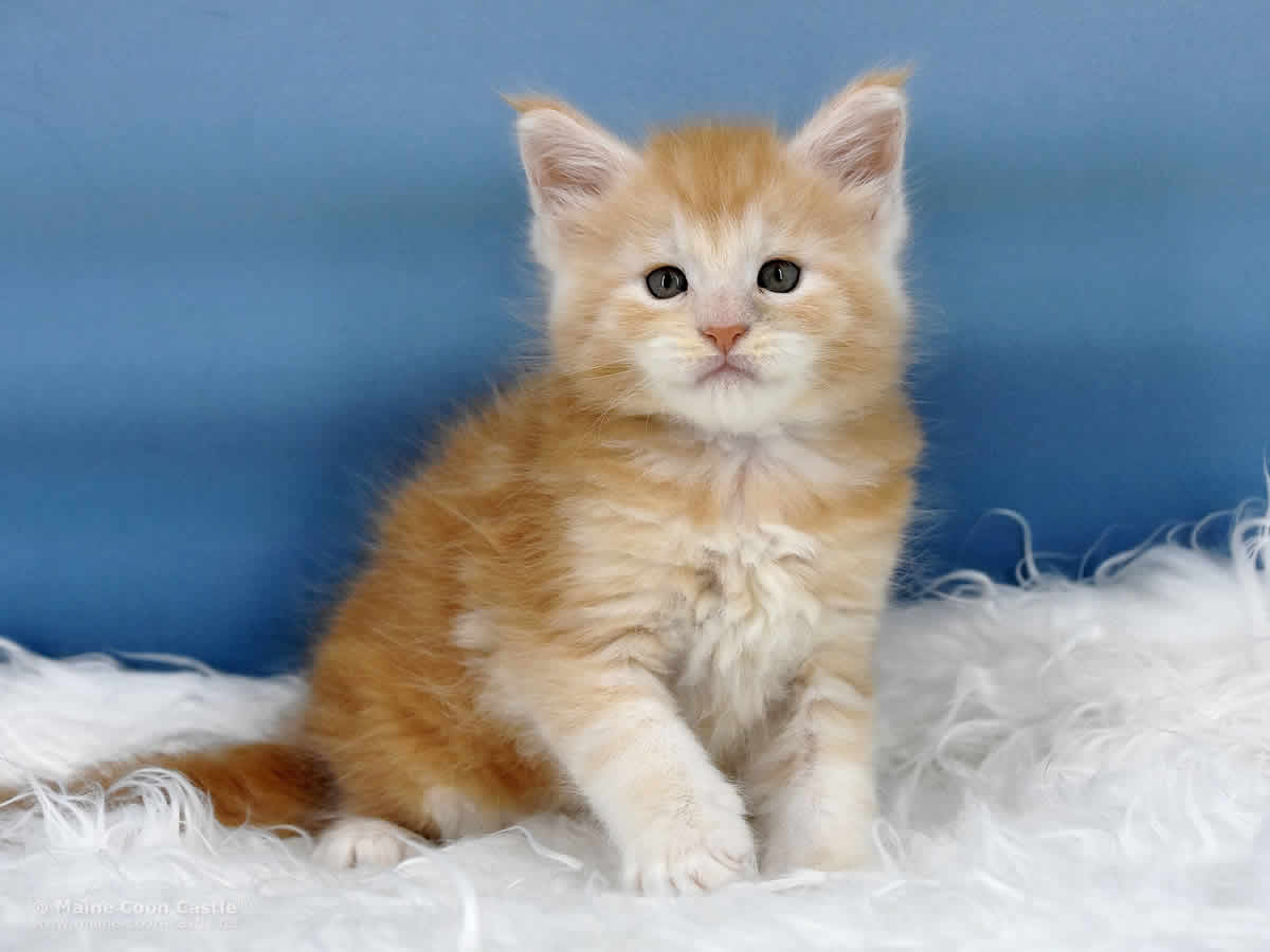 Quiet Fire 5 Wochen alt, 805g Maine Coon Baby Quiet Fire 5 Wochen alt