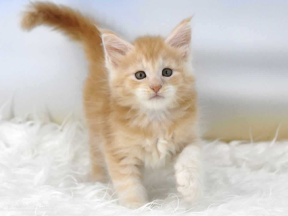 Quiet Fire 6 Wochen alt, 940g Maine Coon Baby Quiet Fire 6 Wochen alt